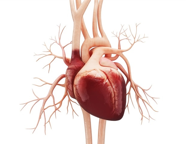 New study links nighttime light exposure to structural changes in the human heart.