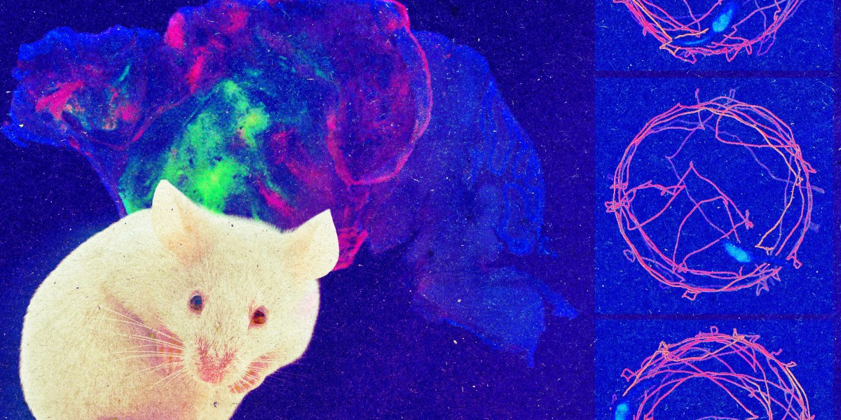 Human Brain Organoids Integrate into Mouse Brains and Restore Memory Function