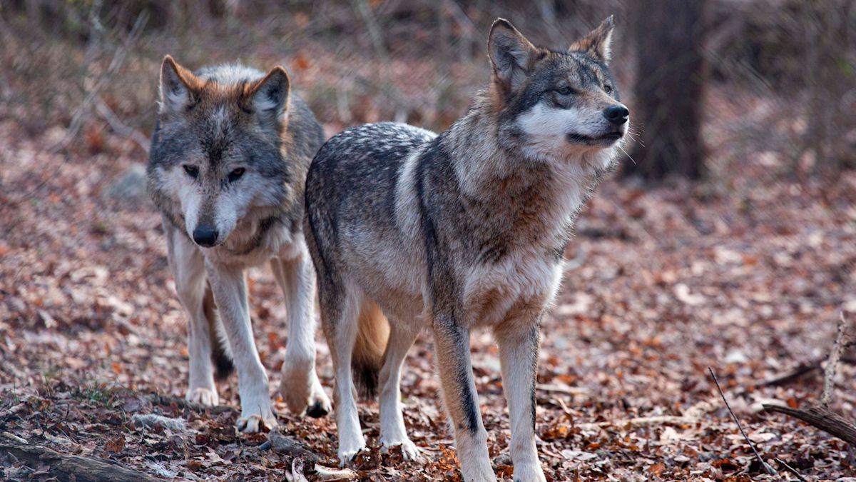 Trump Orders Review to Consider Ending Federal Protections for Gray and Mexican Wolves