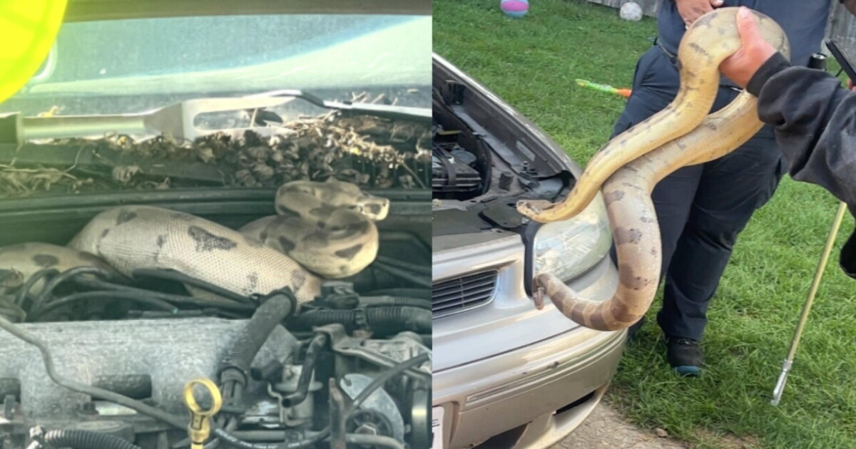 Wisconsin family discovers four-foot boa constrictor hidden under their car hood