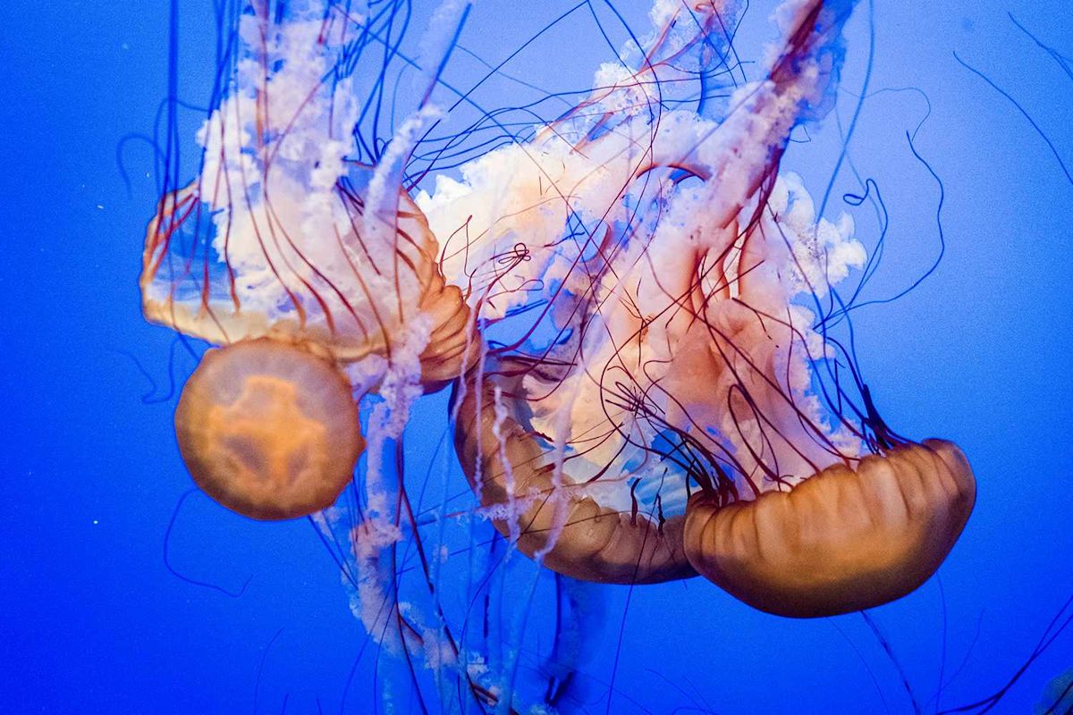 Authorities issue safety warnings after stinging and giant jellyfish are reported off Vietnam and Wales.