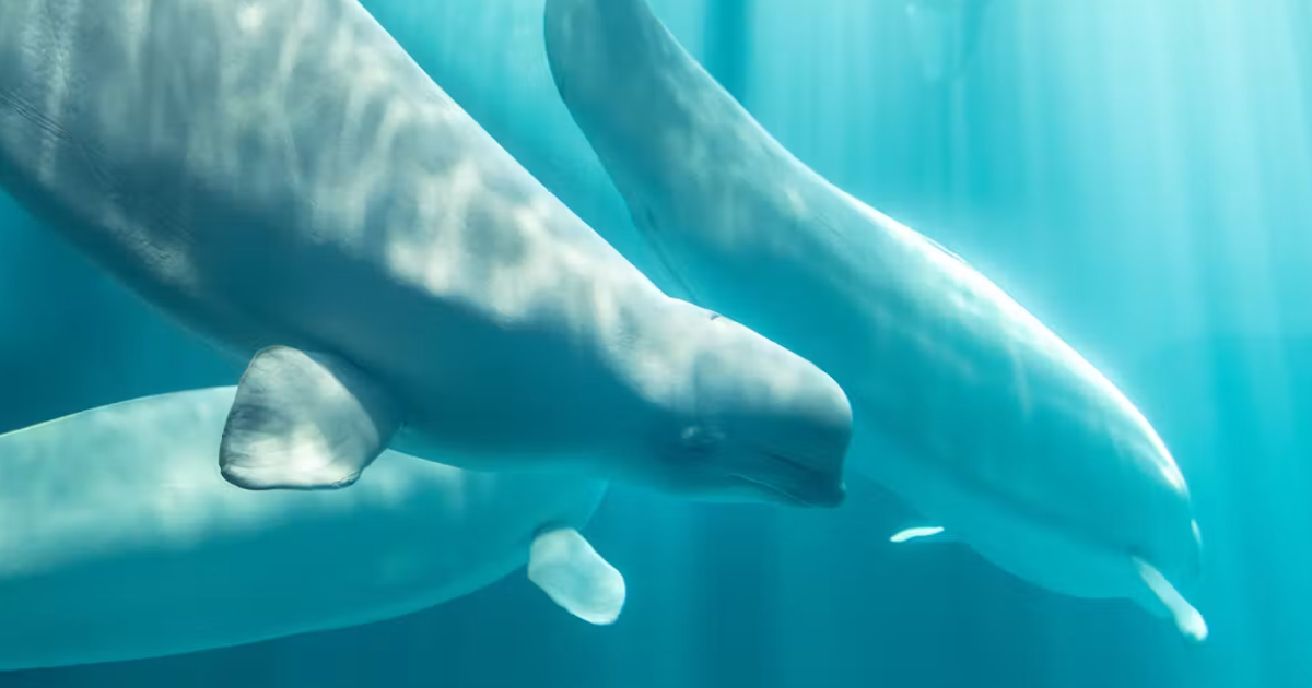 Shedd Aquarium Announces Death of Fourth Beluga Following Rapid Health Decline