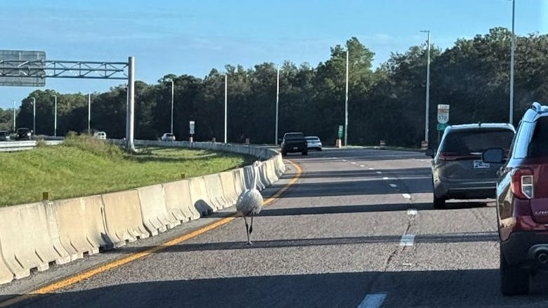Florida Highway Patrol Troopers Safely Corral Wandering Emu on Polk Parkway