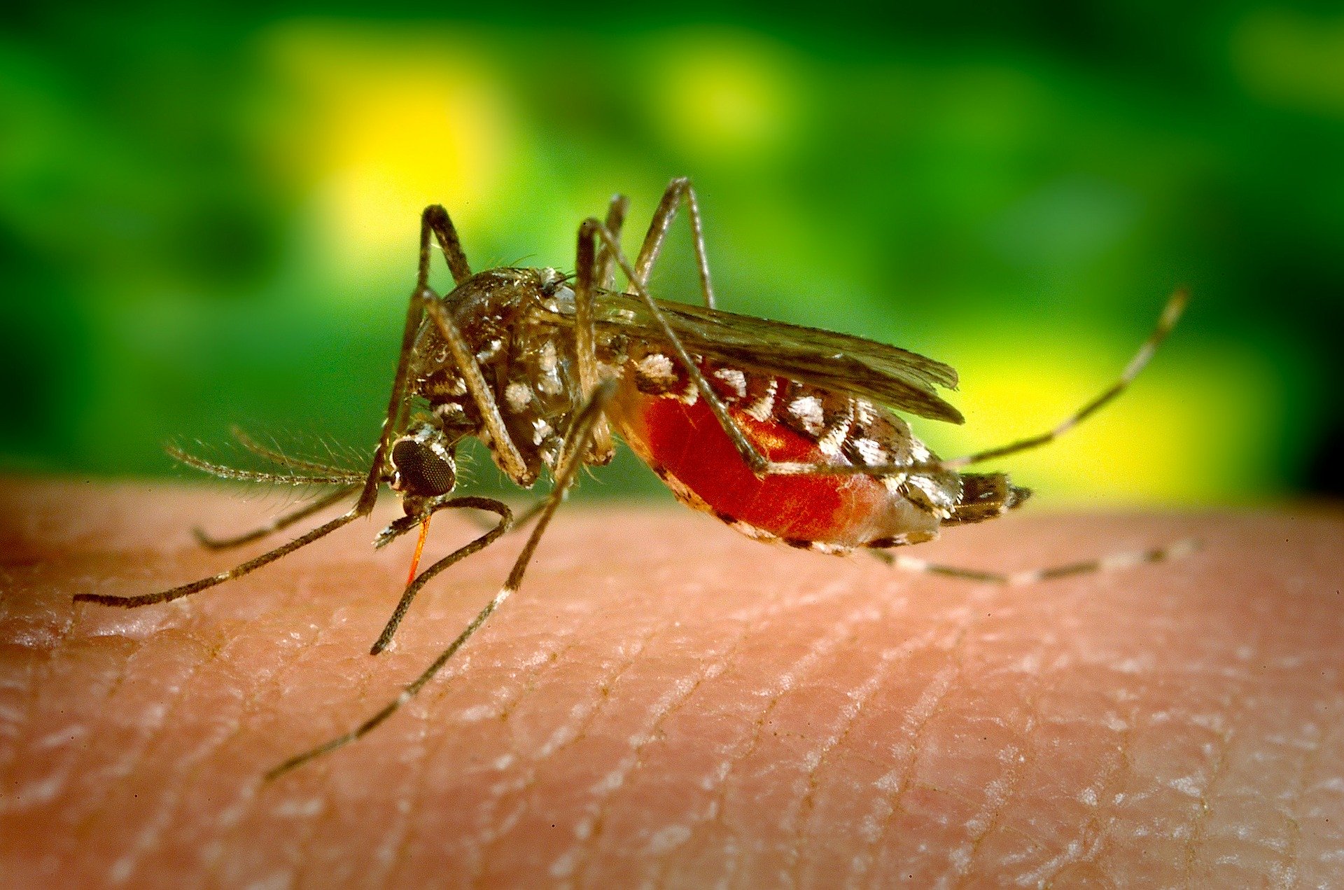 Three Tampa Bay Counties Declare Local Emergencies Following Rising Dengue Cases
