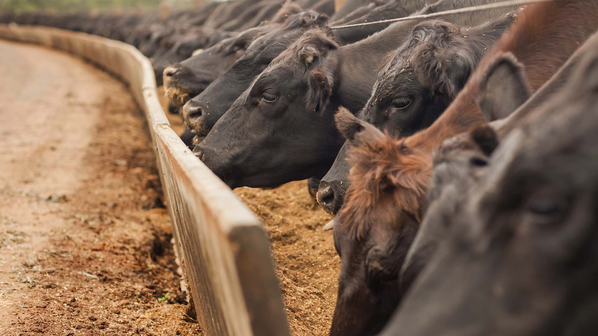 Tyson Foods updates 2026 outlook amid beef pressures