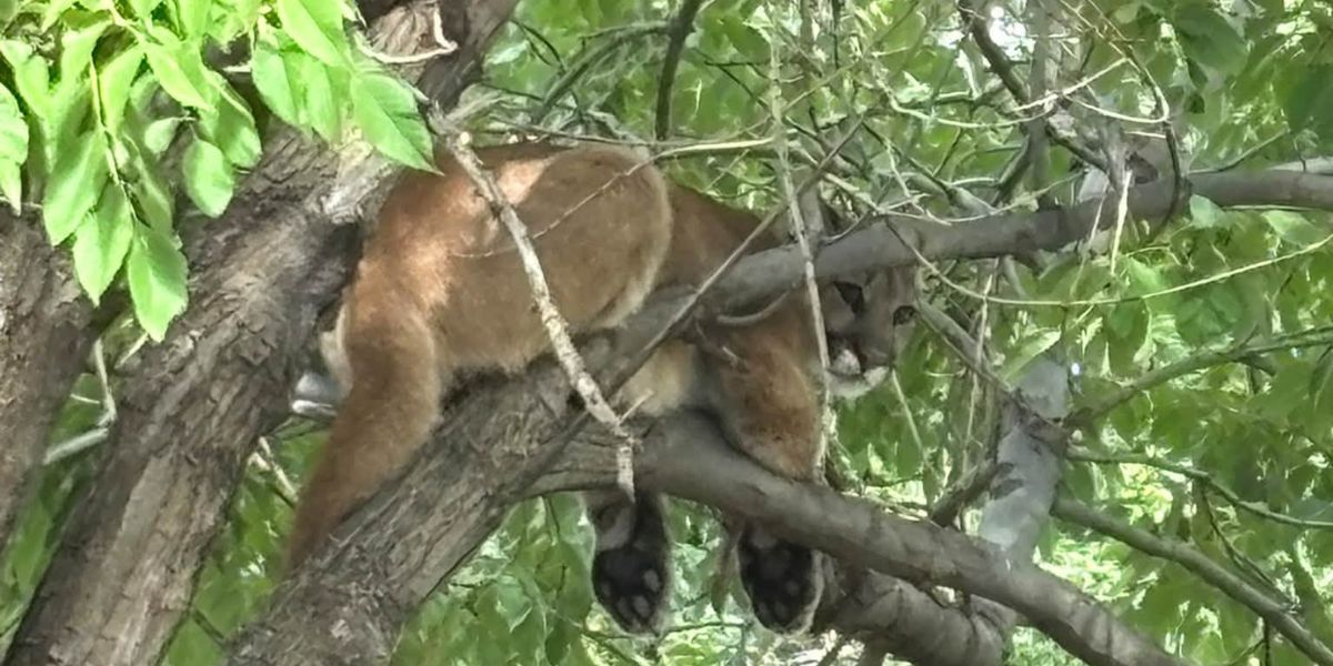 Wildlife Officials Relocate Mountain Lion From Westminster Tree