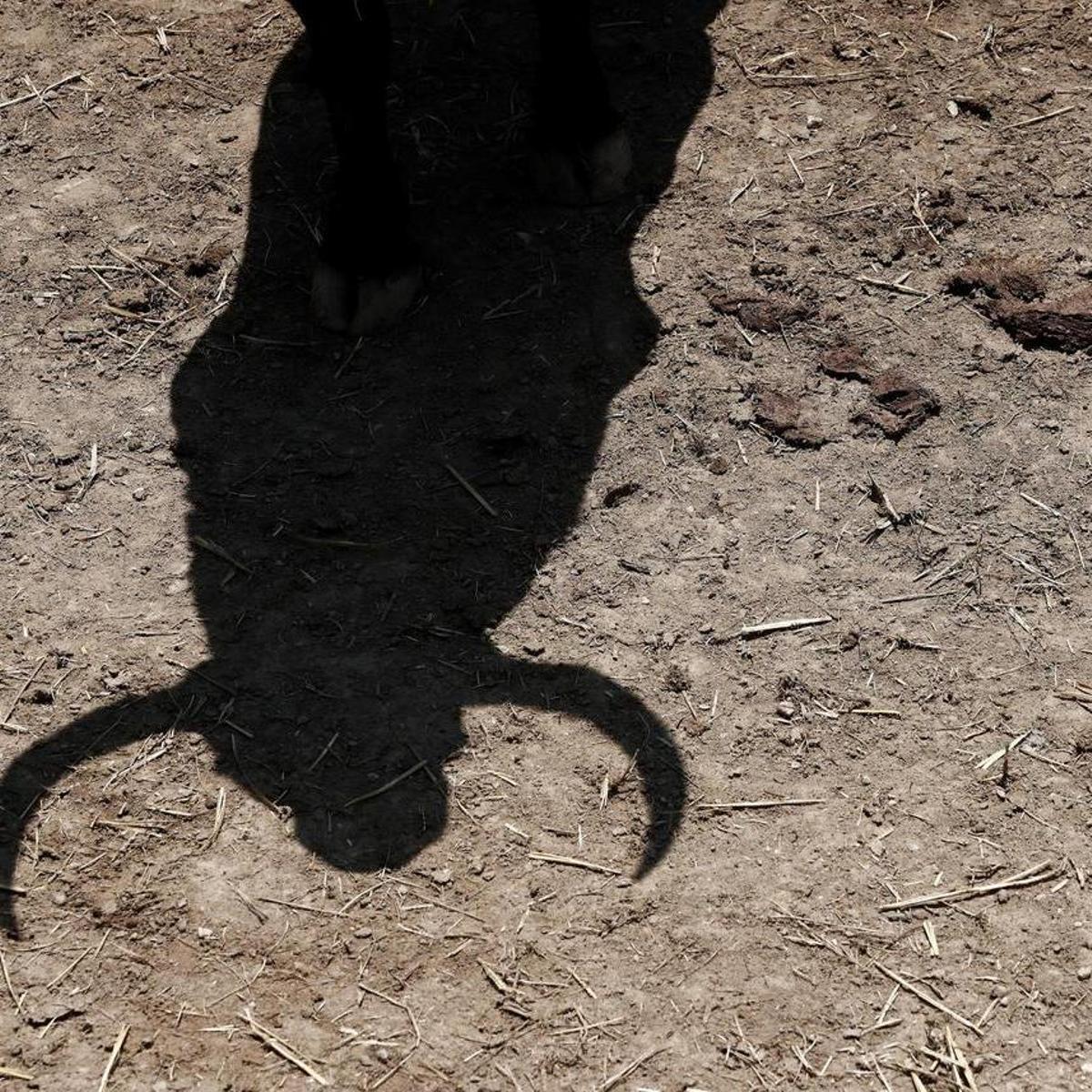 Suspenden festividades en Albacete tras la muerte de una mujer corneada