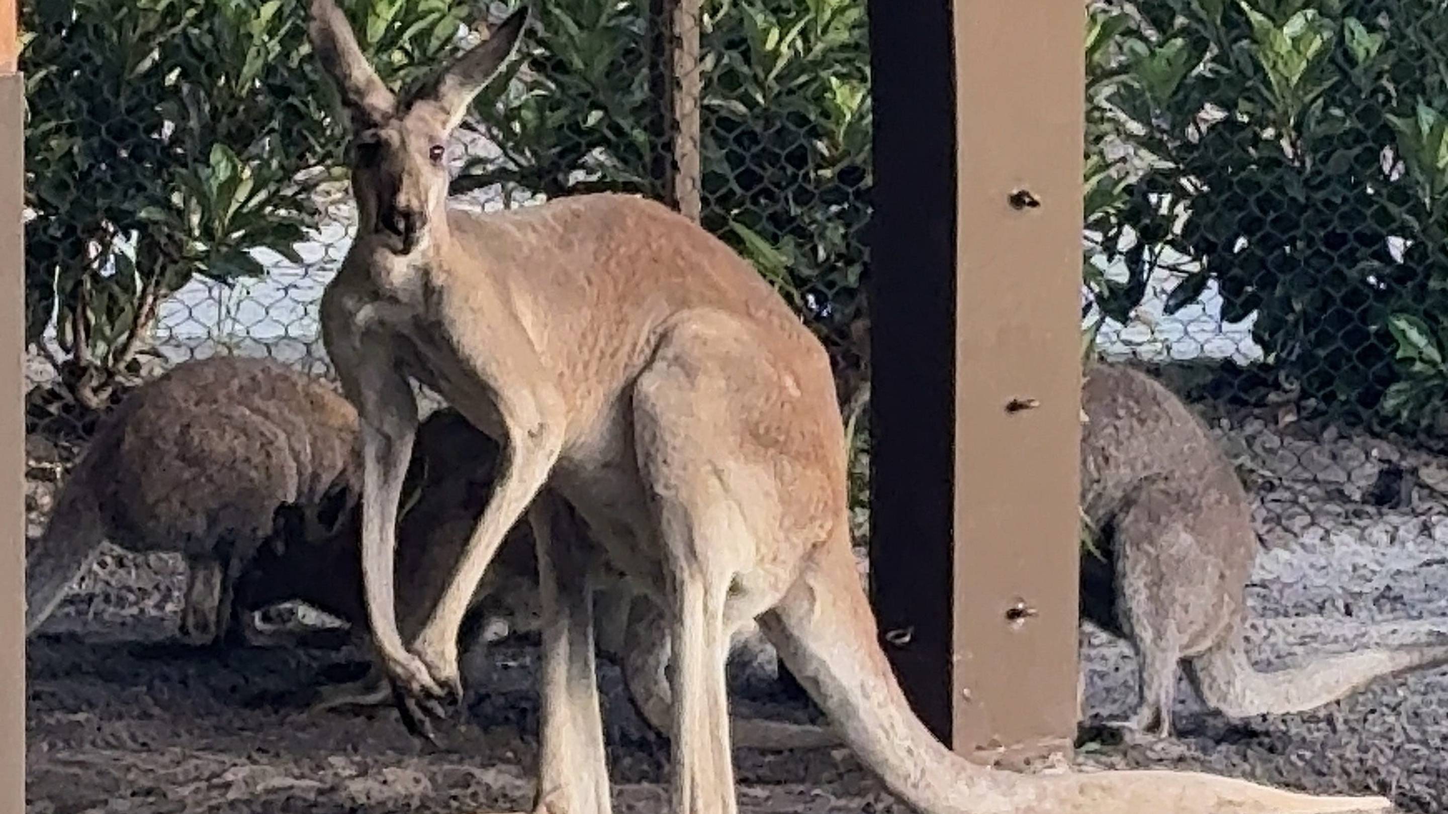 San Francisco 49ers Discover Surprising Cultural and Wildlife Differences During Trip to Australia