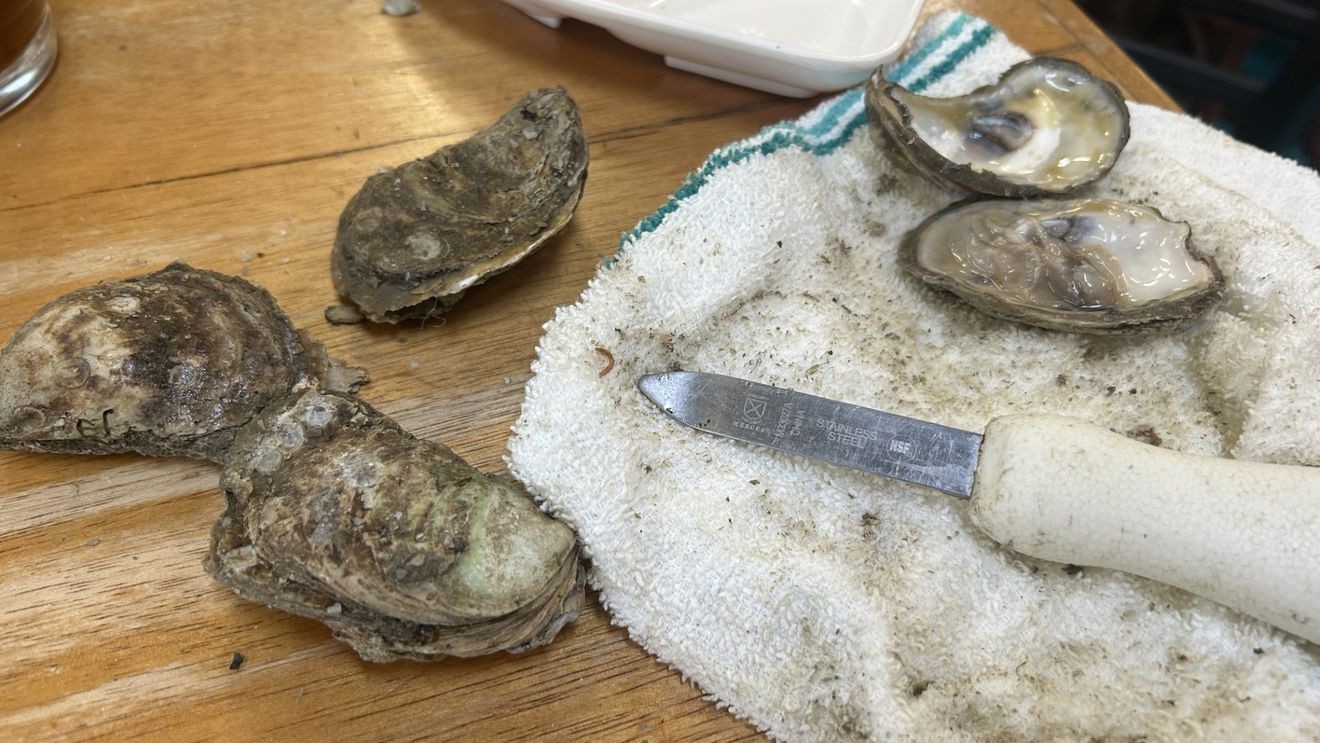 South Carolina and Mississippi Open New Recreational Fishing and Oyster Harvesting Seasons