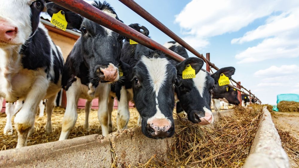 Fonterra reports FY26 profit more than doubles following the successful Mainland Group sale.
