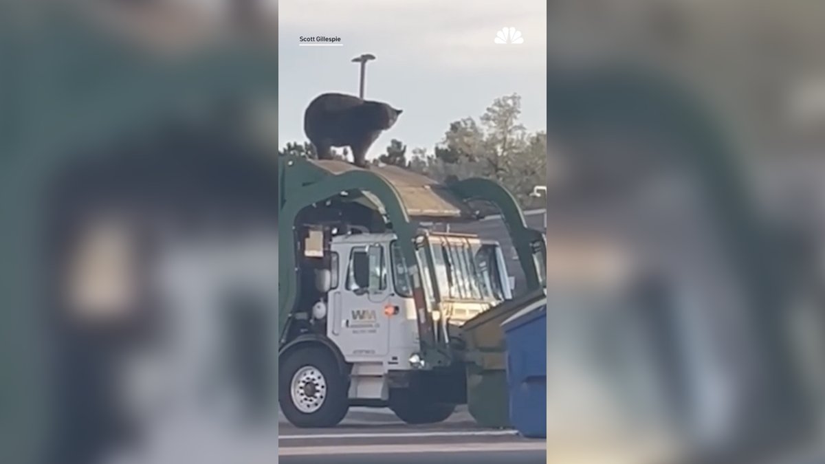 A Colorado black bear survives a garbage truck ride amid record state wildlife conflicts.