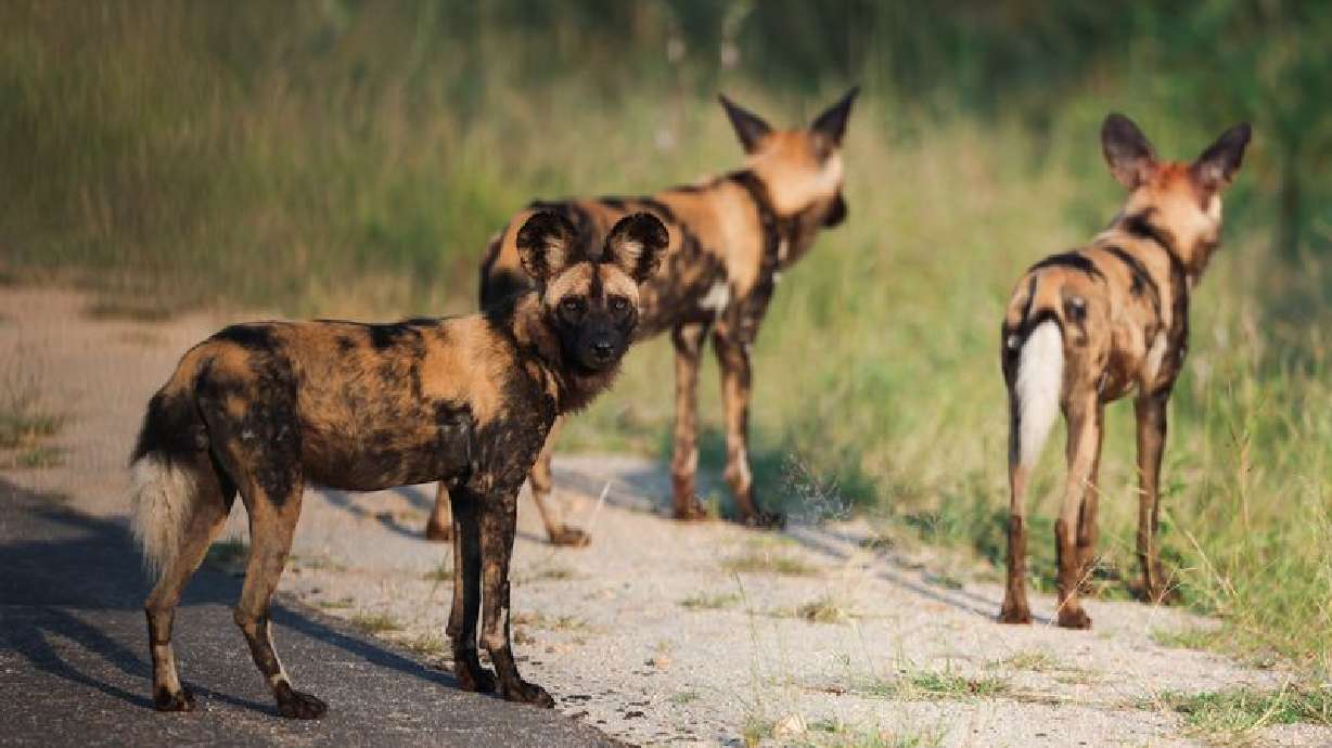 African Wild Dogs Set Record With Massive Journey Across Zambia