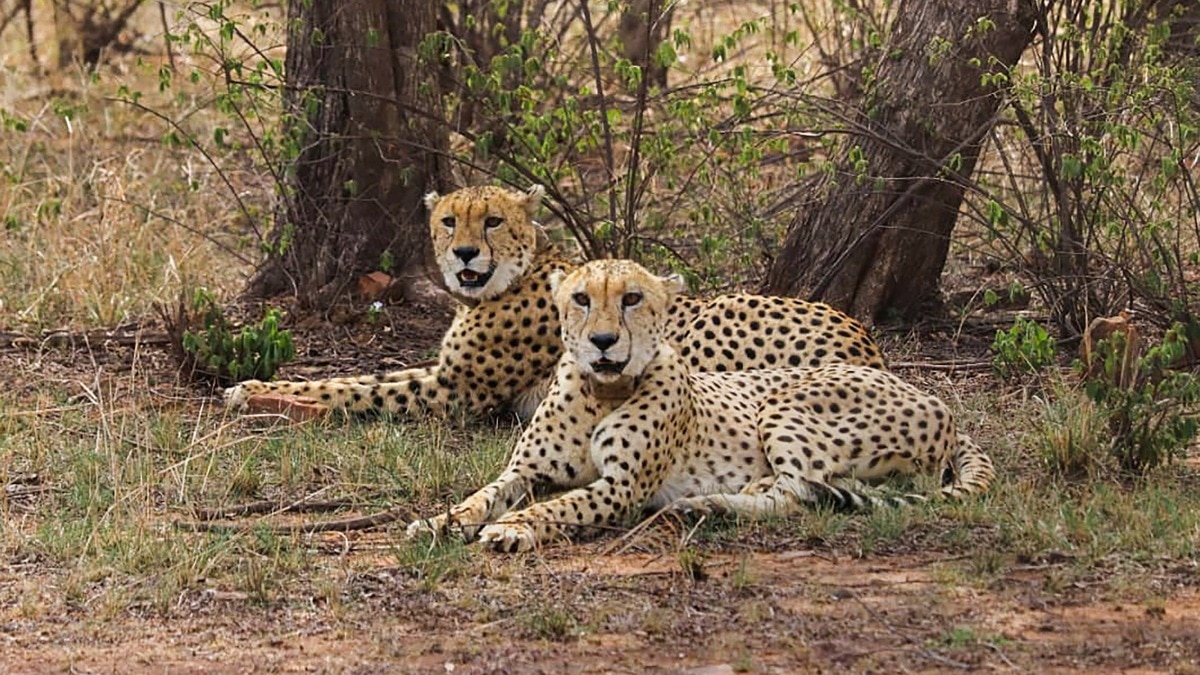 India's Cheetah Population Reaches 52 Four Years After Landmark Conservation Project Launch
