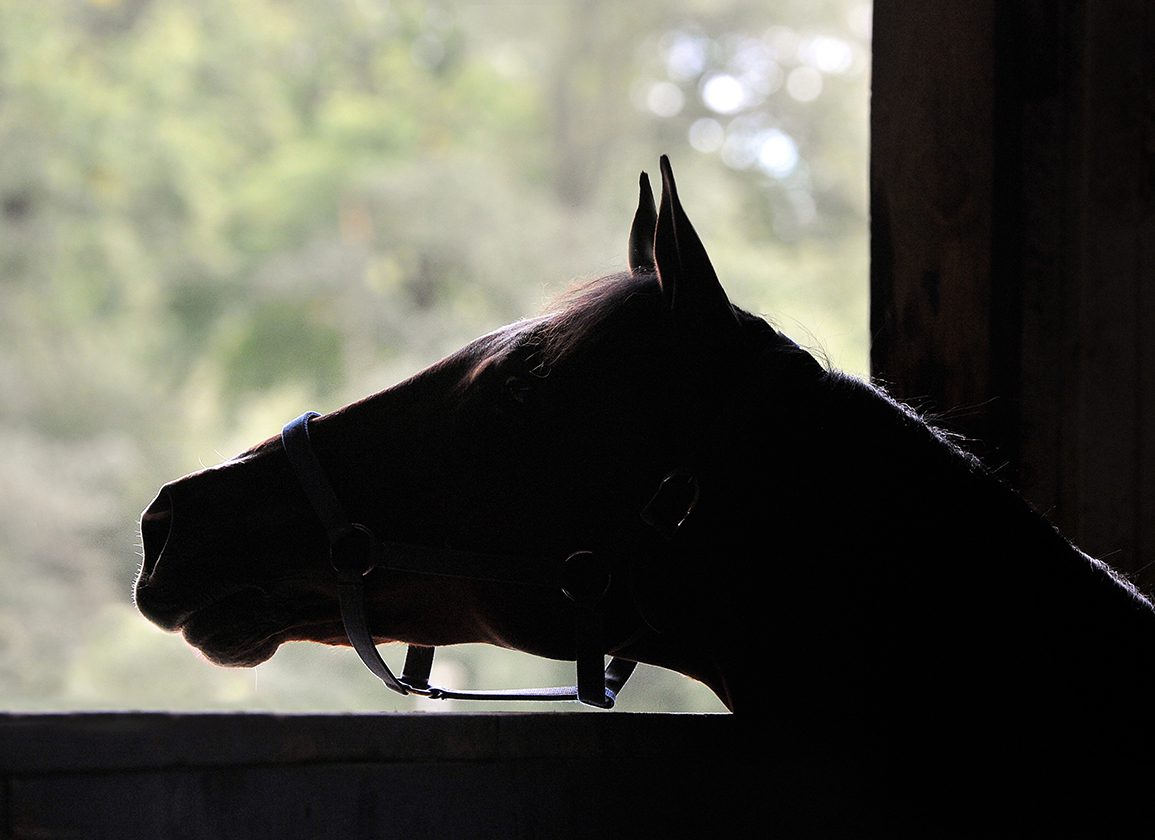 New York Police Seize 25 Horses and Arrest Driver in Historic Slaughter Ban Enforcement