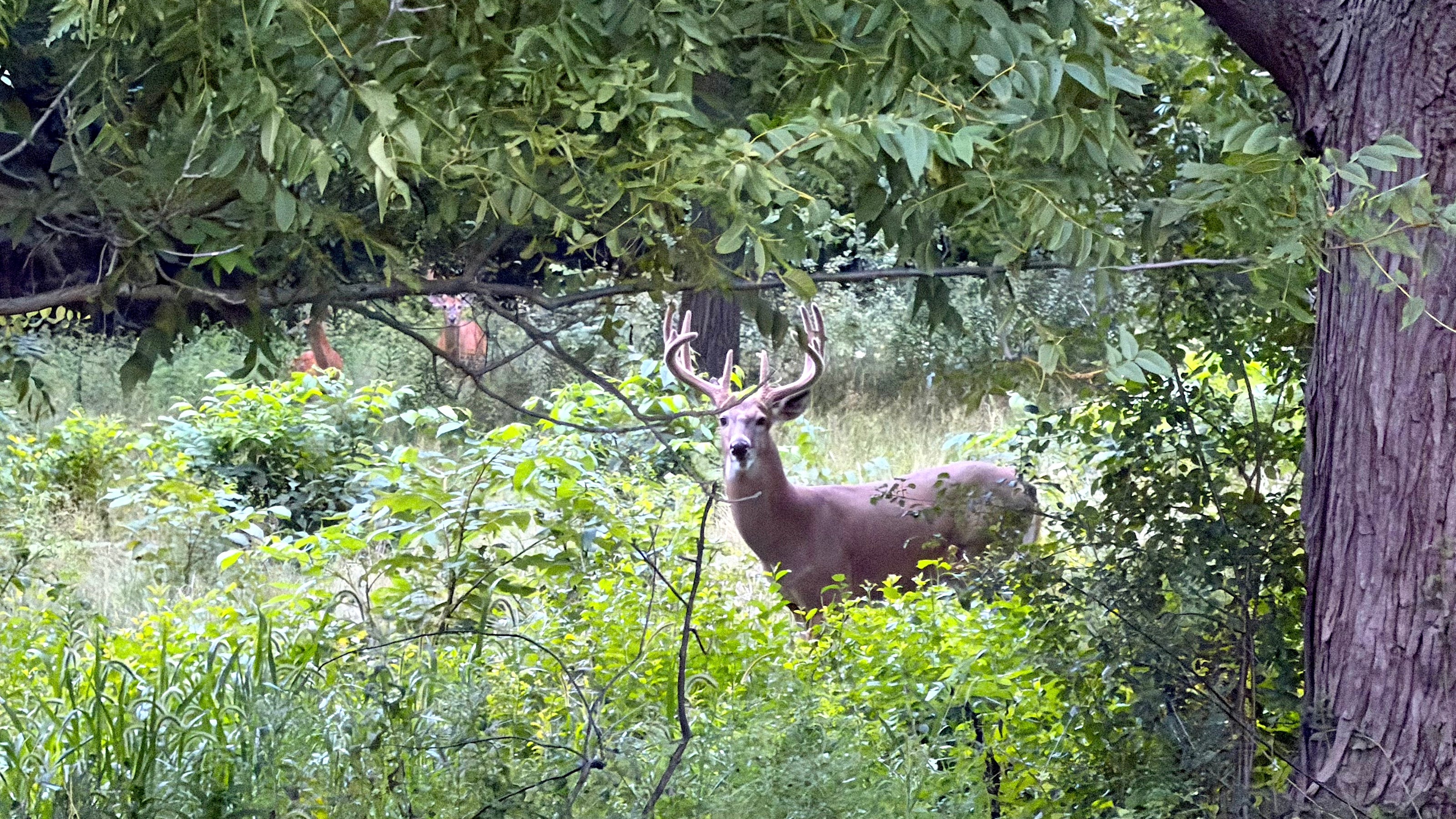 Fall Hunting Seasons Open Across Several States With New Regulations and Requirements