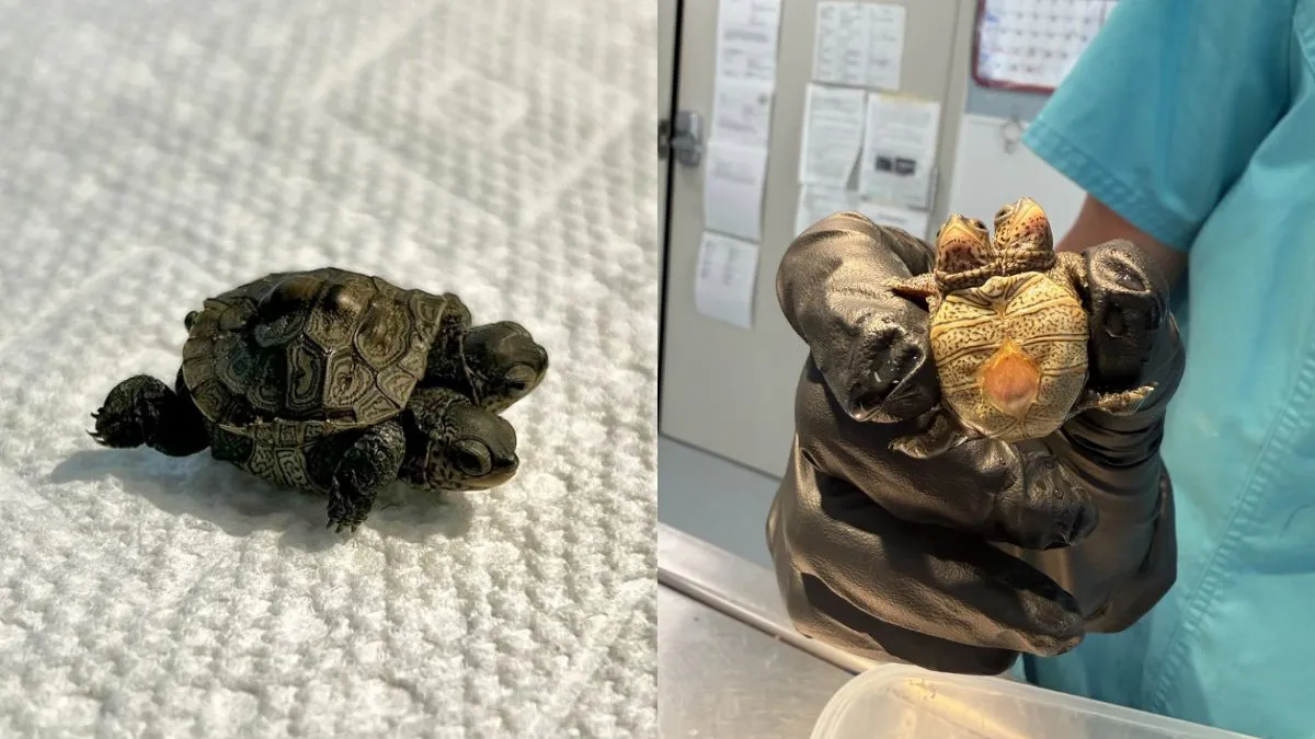 Wildlife veterinarians monitor a rare two-headed diamondback terrapin found on Cape Cod.
