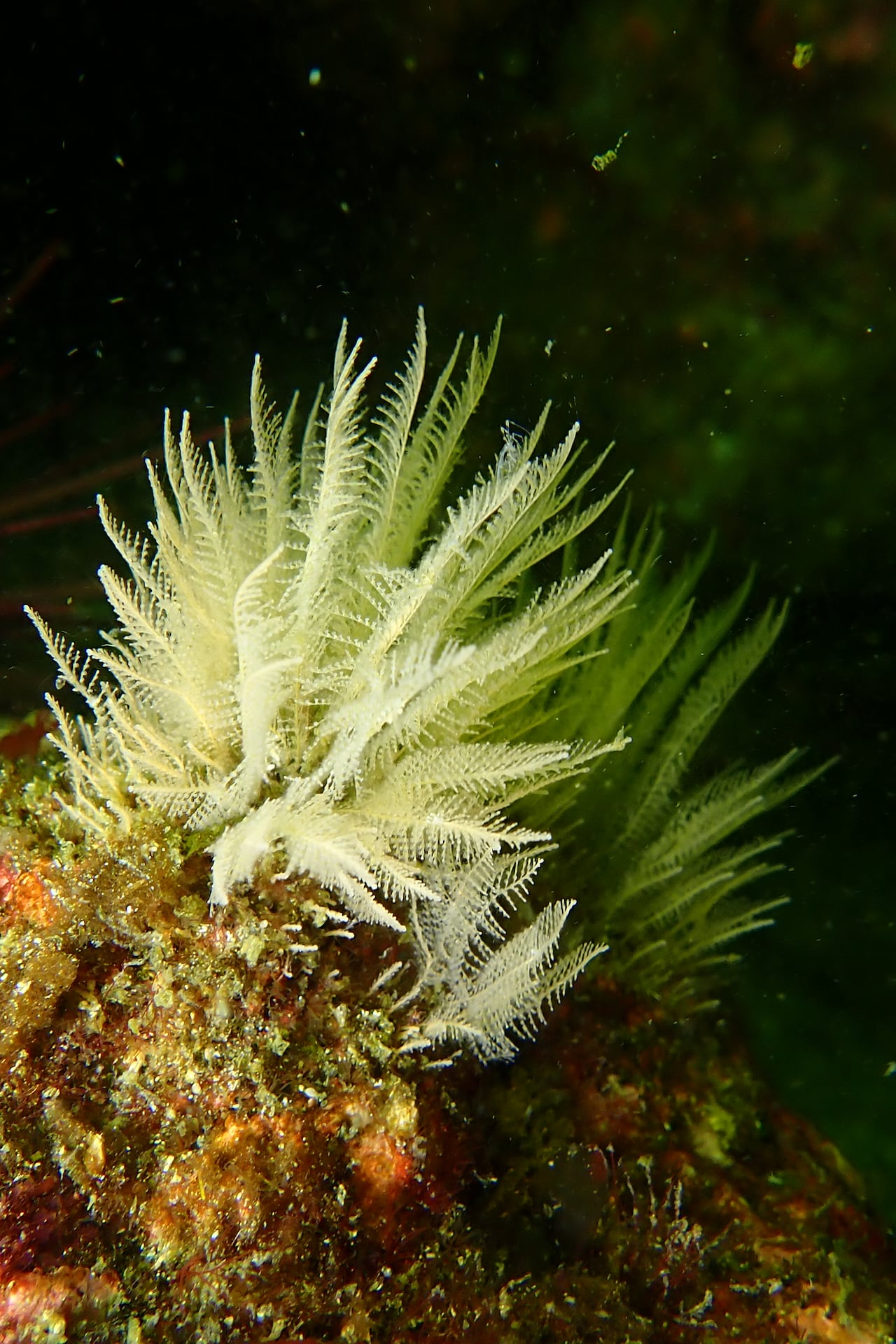 Researchers Discover Two New Sea Spider Species in the Salish Sea