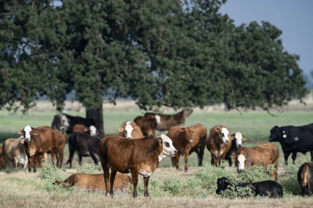 Beef Import Plans Alarm U.S. Ranchers