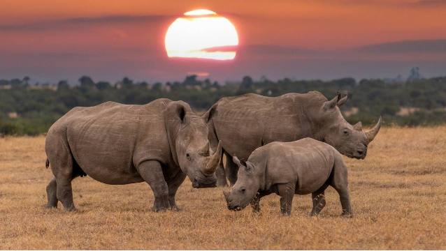 World Rhino Day Spotlights Conservation Progress Amid Ongoing Poaching and Habitat Threats