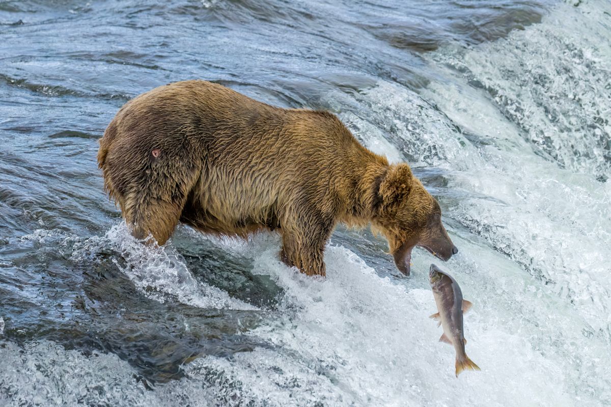 Bucky Dent Advances to Fat Bear Week Semifinals After Defeating Rivals