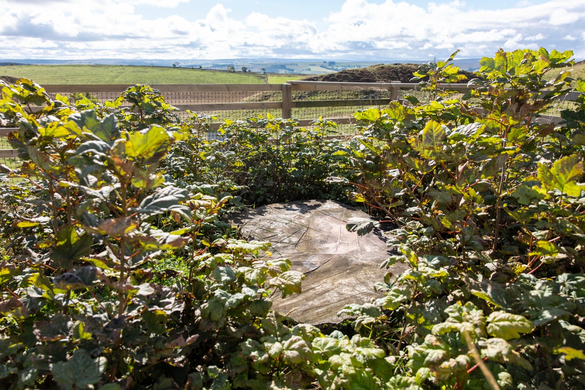 New shoots emerge from the famously felled Sycamore Gap tree stump in Northumberland.