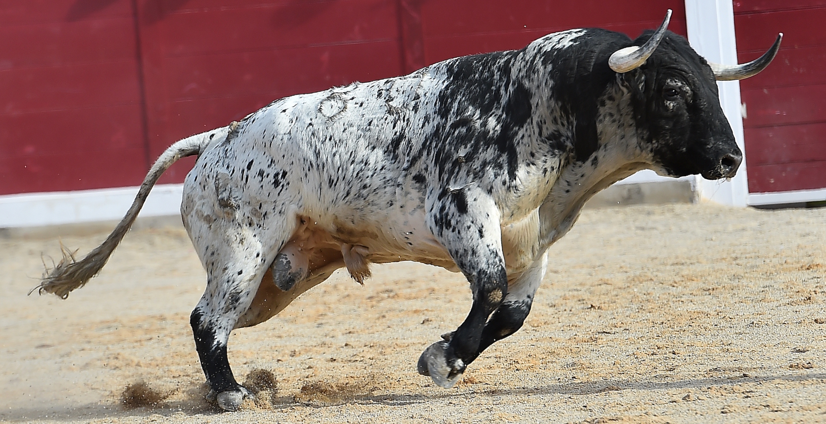 Bull Breaches Barriers in Murcia While Power Outage Causes Injury Near Madrid