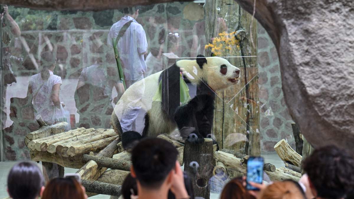 Two Giant Pandas Arrive in Atlanta Under New U.S.-China Agreement