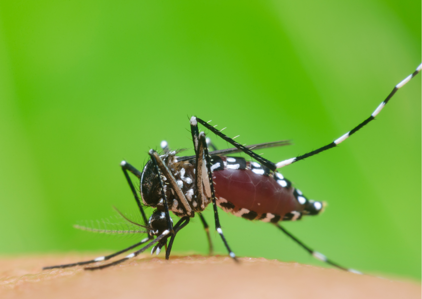 Dengue Cases Surge Across Florida and Samoa as Health Officials Intensify Local Response Efforts