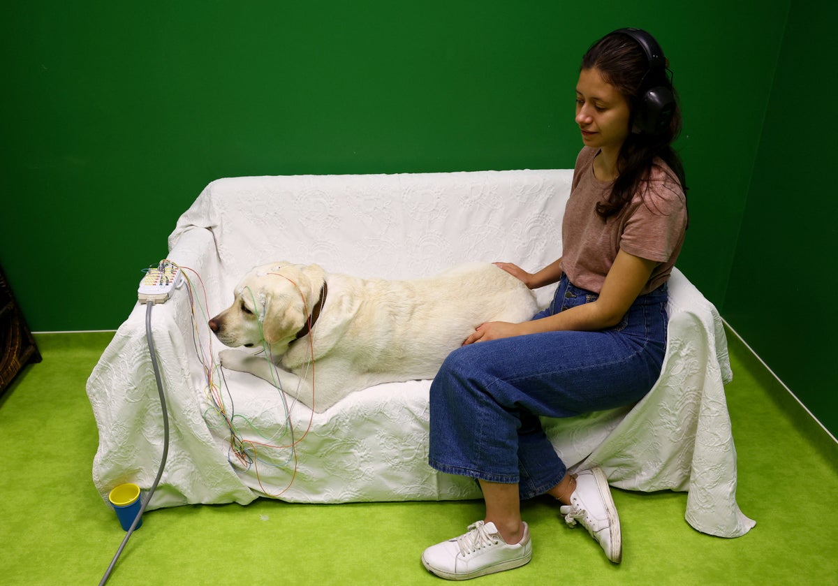 New Study Finds Dogs Track Speech Consonants Much Like Humans
