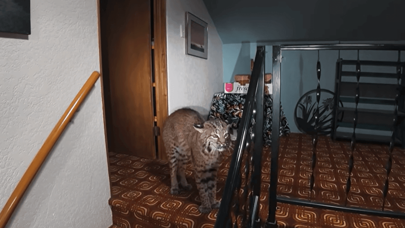 Police use drone to track and safely sedate bobcat inside Kirkland home