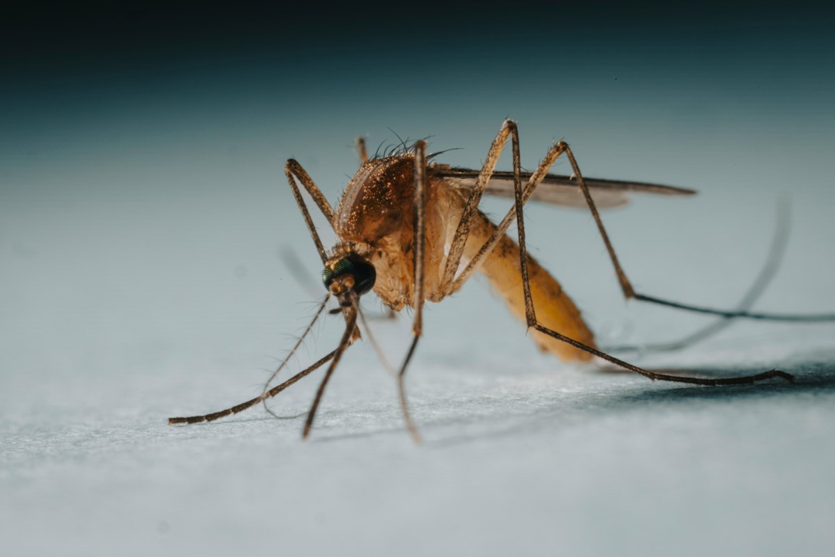 West Nile Virus Cases Confirmed in Horses and Humans Across Three States