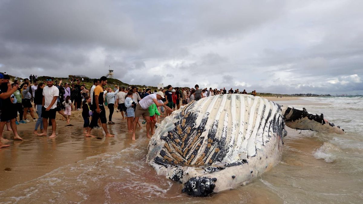 Perth Beach Closed After Whale Carcass Attracts Multiple Sharks
