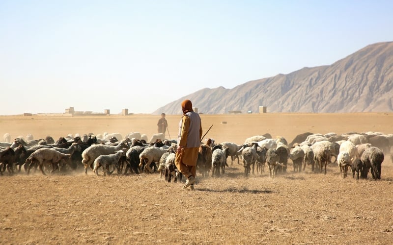 Governments and farmers worldwide brace for severe El Niño drought and heat risks.