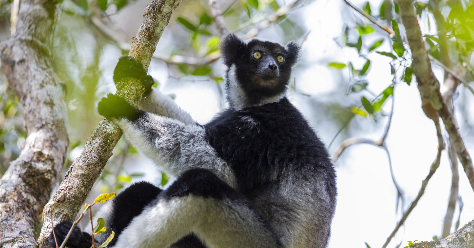 Wild Indri Lemurs Use Opera Singing Techniques to Project Calls Across Rainforests