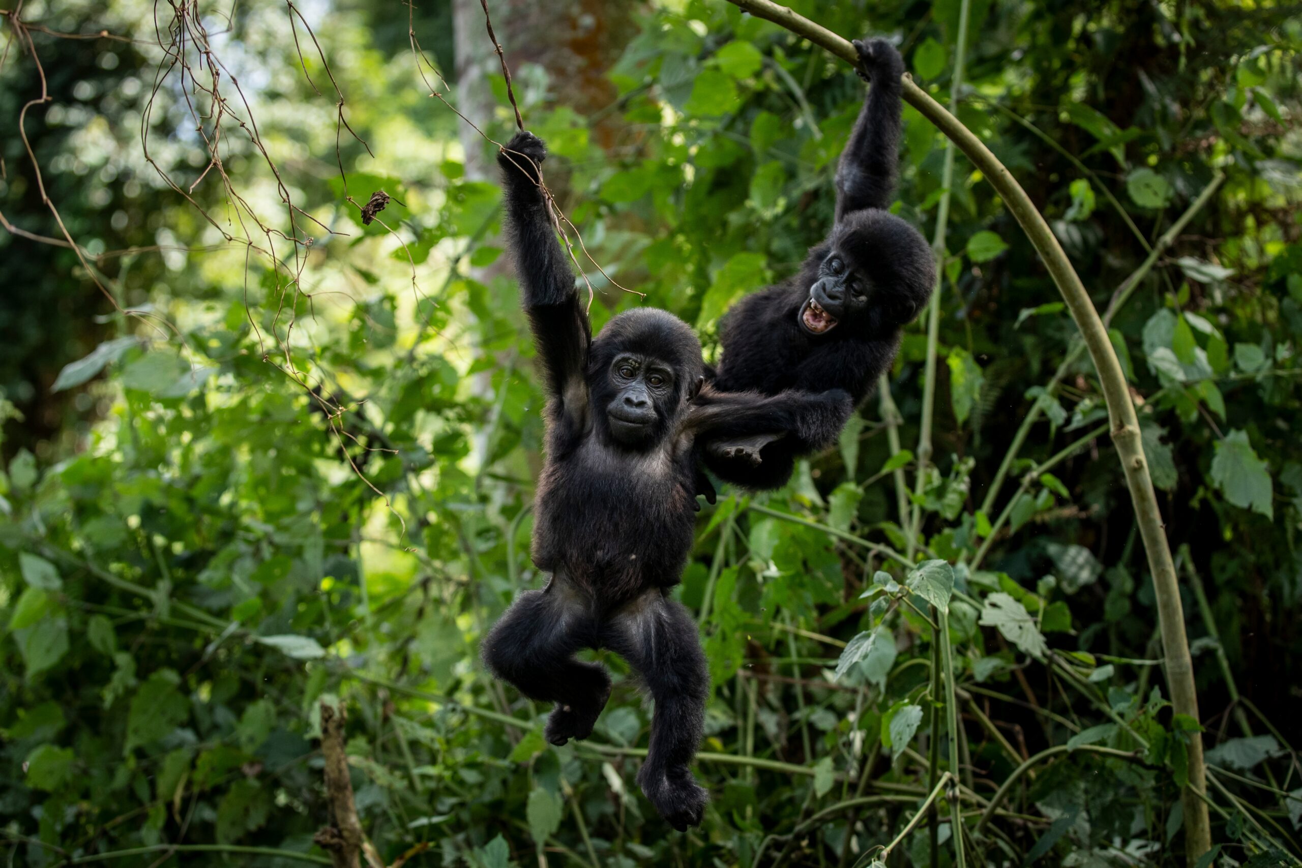 Ugandan and Congolese Communities Expand Conservation Efforts to Protect Endangered Gorillas