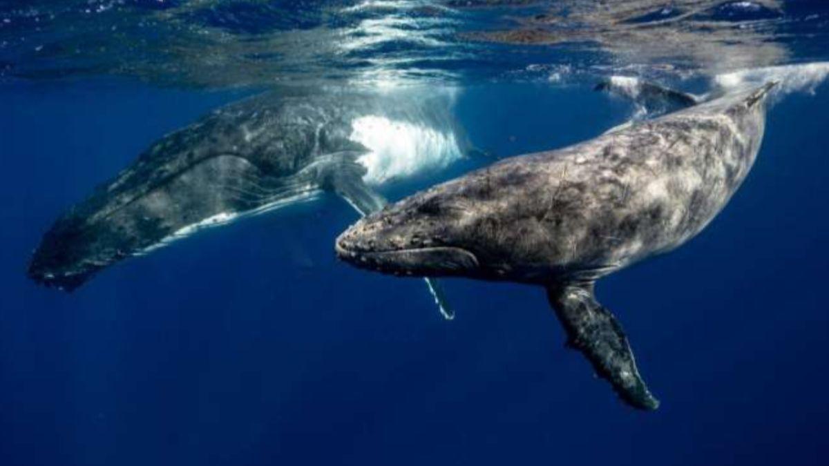 Científicos documentan cómo las ballenas sufren un profundo duelo por la pérdida de sus crías