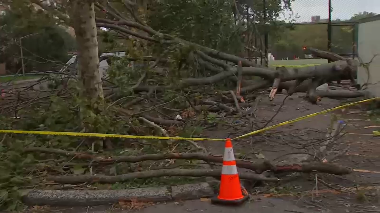 Falling Tree Kills NYCHA Worker During Nor'easter Storm in Brooklyn