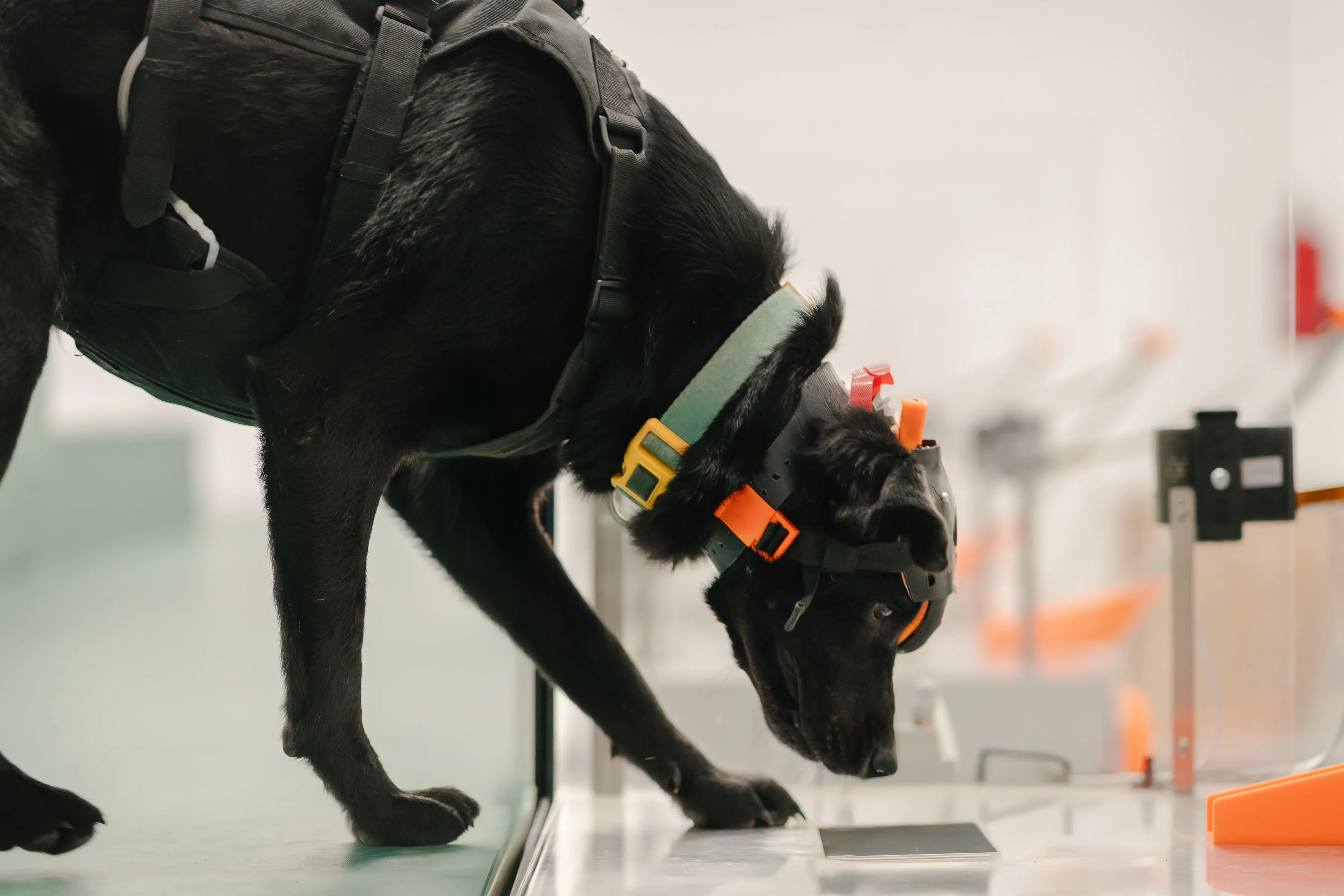 Rescue dog Chloe and AI technology team up to detect cancer in India