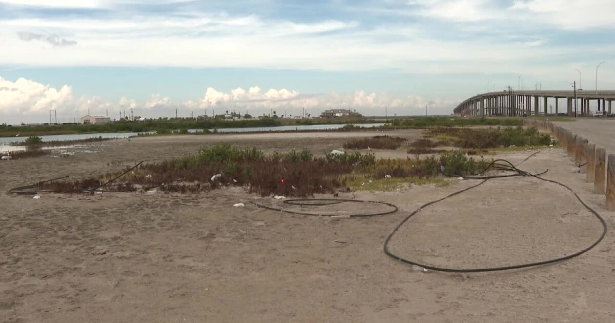 Coastal Cleanups Tackle Waste Across Multiple Regions