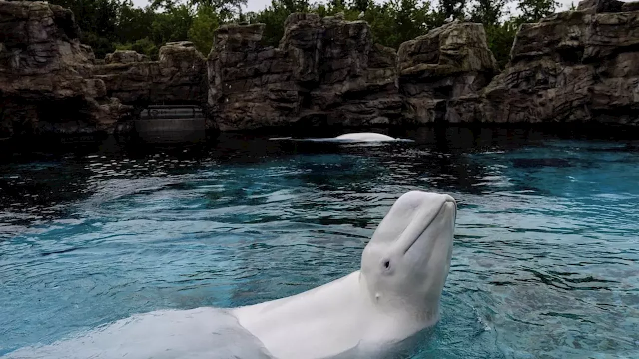 Shedd Aquarium Discovers Chronic Disease in Rescued Beluga Whales After Examinations