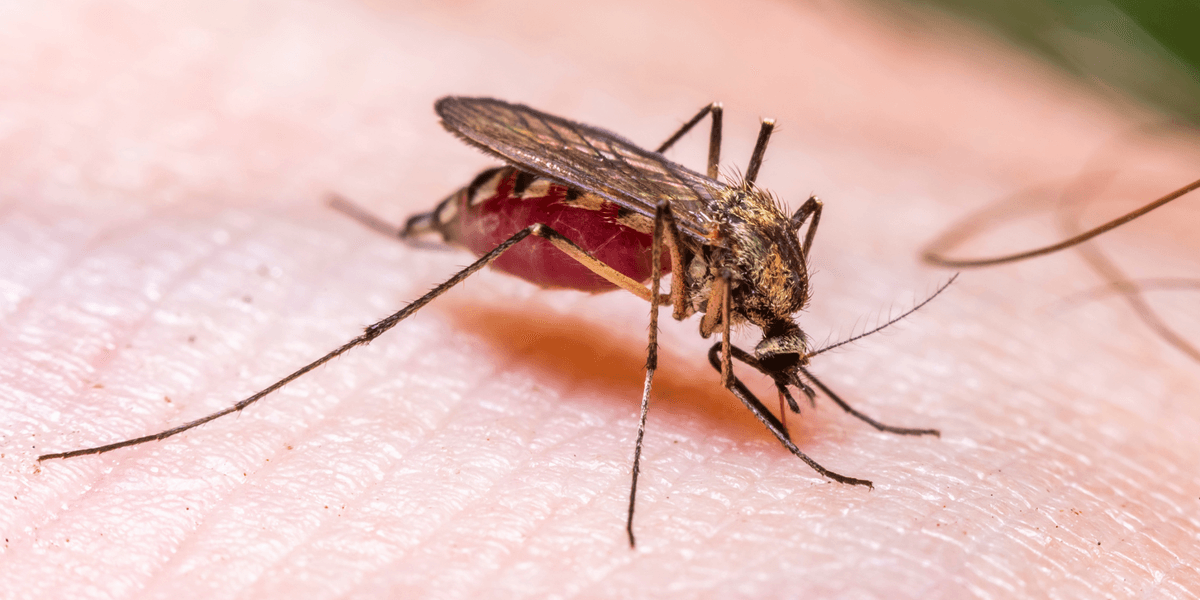Frankfurt Reports Six Malaria Cases, Two Deaths
