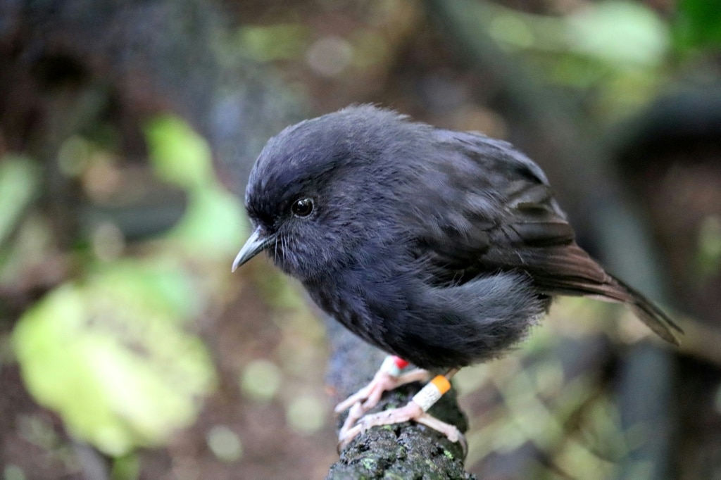 Endangered Black Robin Wins New Zealand Bird Title After Remarkable Conservation Recovery