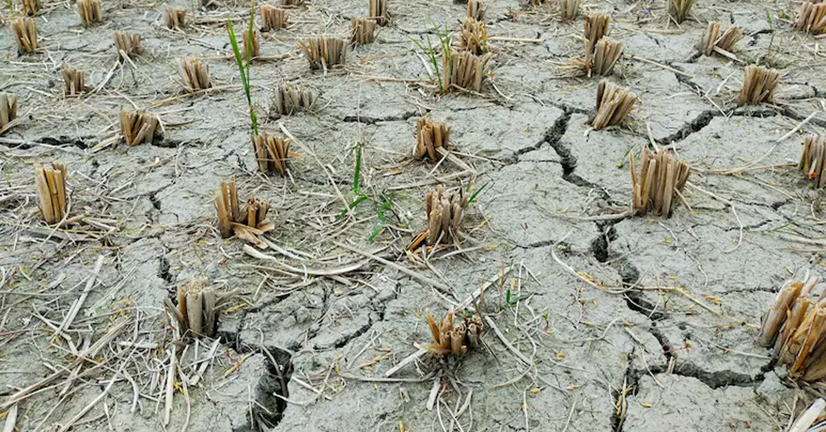 Maharashtra declares widespread drought across 265 talukas following severe monsoon rainfall deficits.
