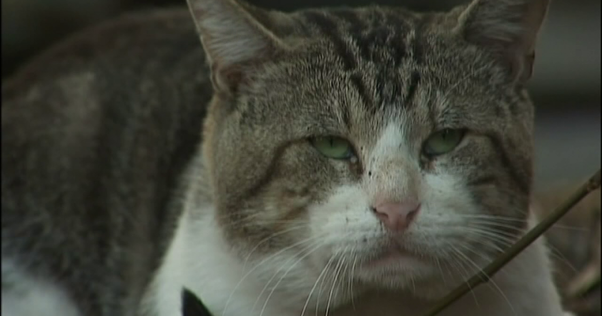 CDC Reports Rise in Rabies Exposure Activity