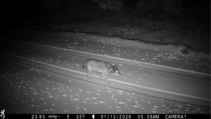 Endangered Gray Wolf Sighting in Lake County Sparks Hopes for California Population Growth