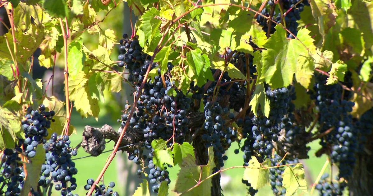 Global Wine Regions Showcase Harvest Traditions, Local Craft and New Tourism Experiences