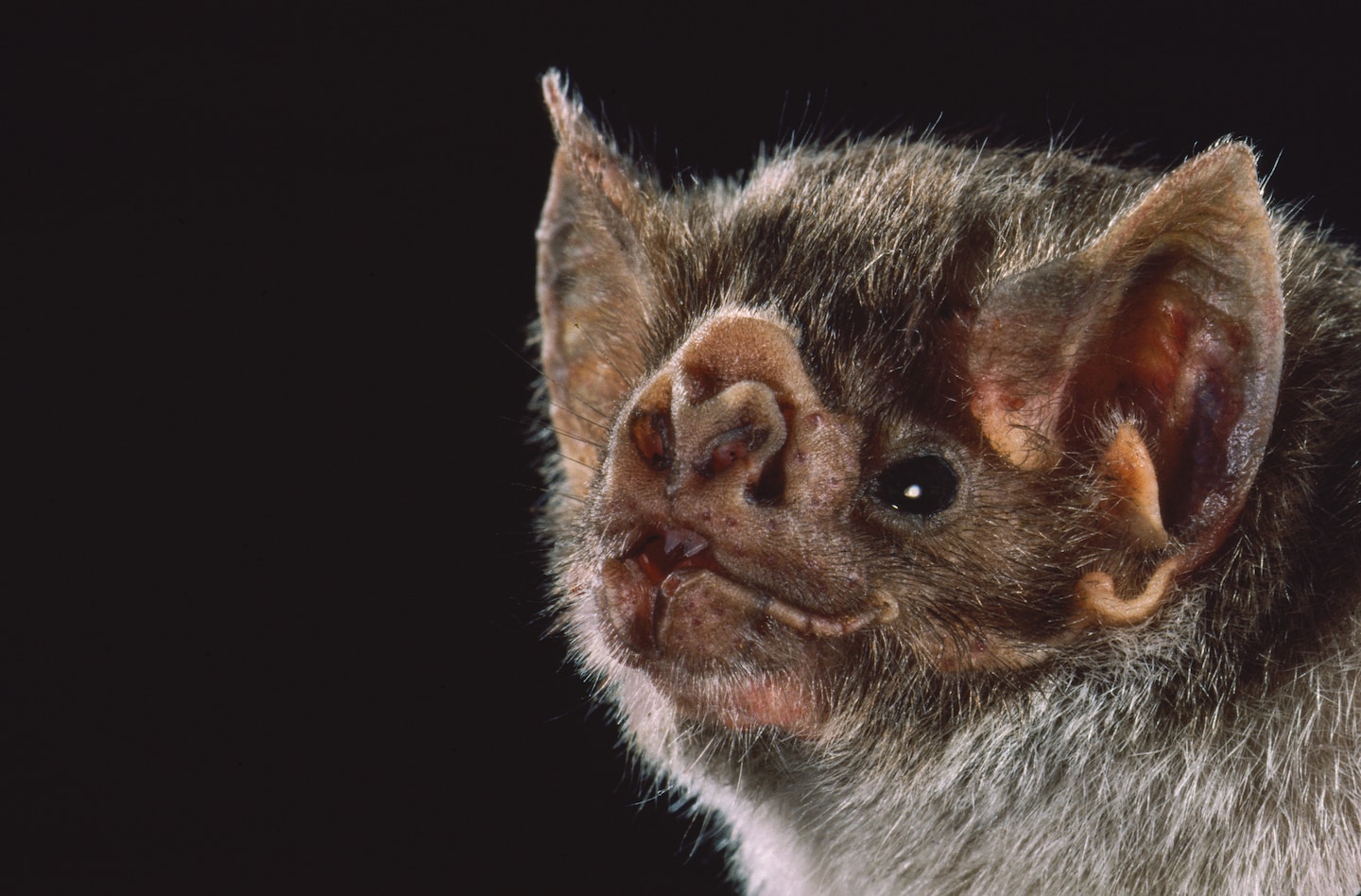 Landmark Genomic Study Traces the Evolutionary Origins of Bats to Europe