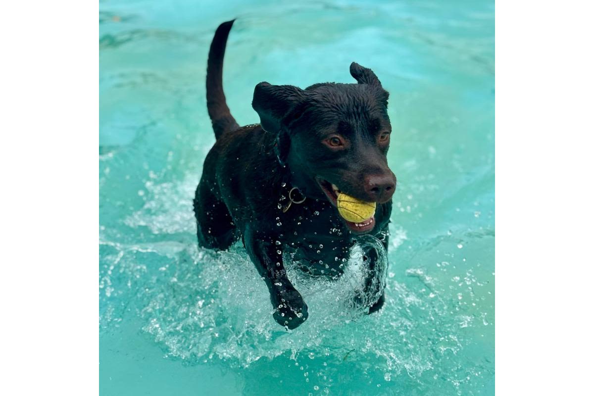 Dog swimming fundraisers across the U.S. and UK raise funds for animal charities.