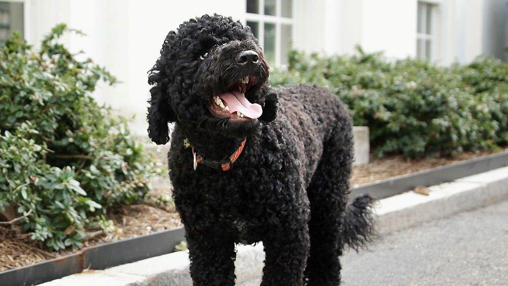 Barack Obama Announces Death of Beloved Family Portuguese Water Dog Sunny