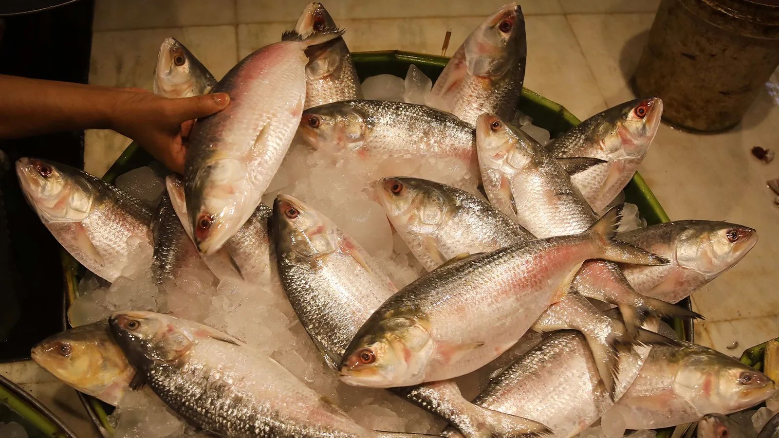 Bangladesh Halts Indian Hilsa Imports Amid Concerns Over Misrepresentation and Pricing